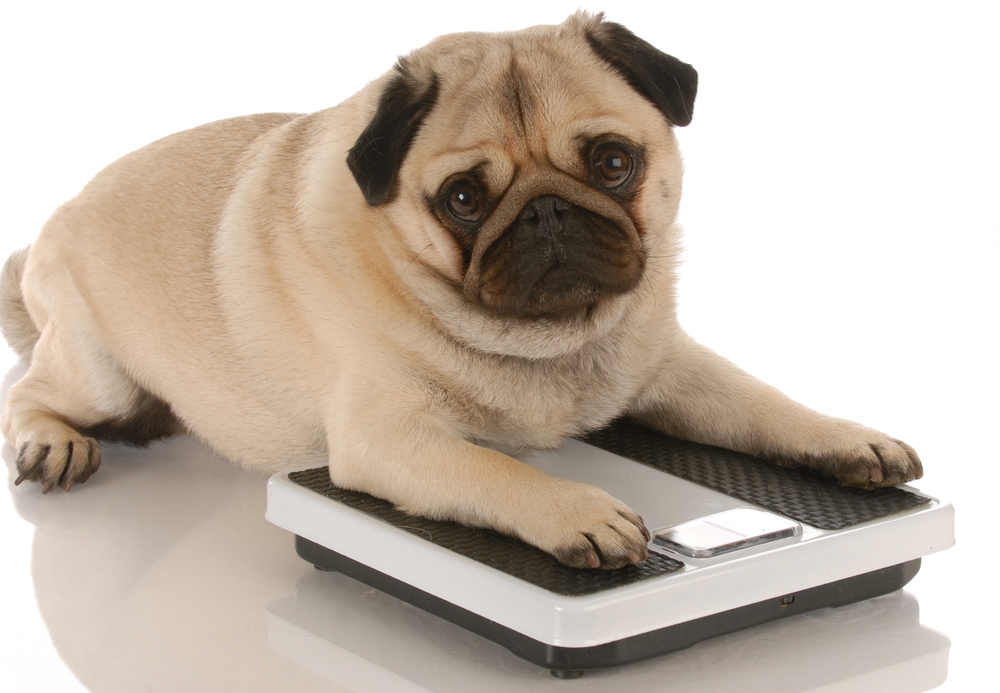 fat dog on a scale.jpg